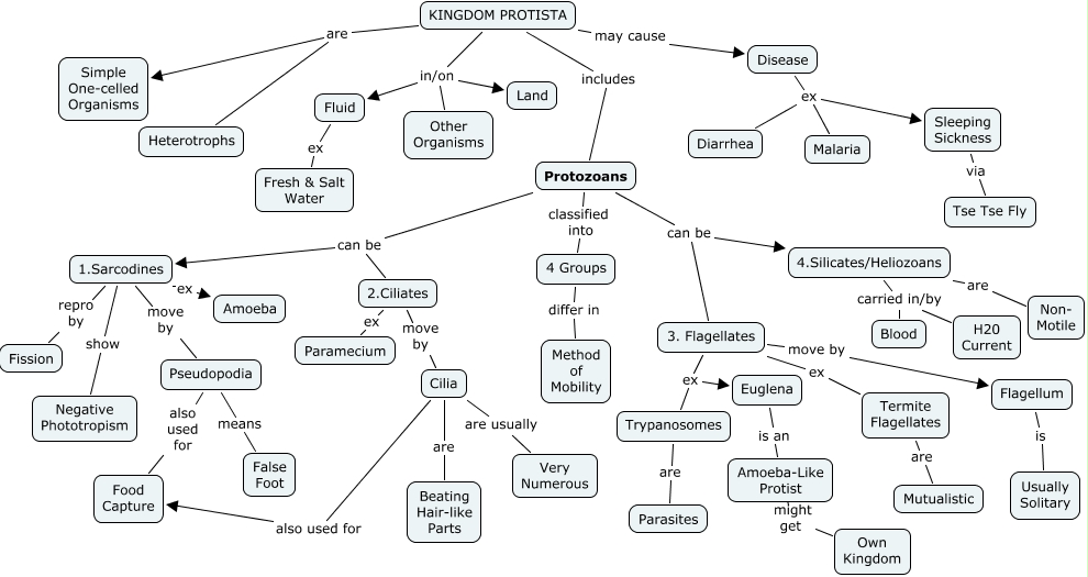 Kingdom Protista 8